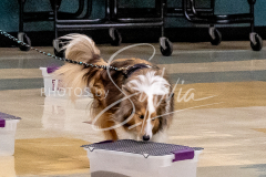 1_26-3-14-Scent-Work-376