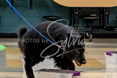 1_26-3-14-Scent-Work-460