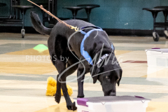 1_26-3-14-Scent-Work-476