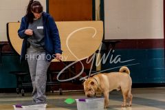 1_26-3-14-Scent-Work-53