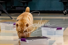 1_26-3-14-Scent-Work-57