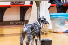 1_26-3-14-Scent-Work-574