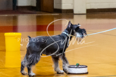 1_26-3-14-Scent-Work-584