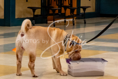 1_26-3-14-Scent-Work-59