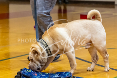 1_26-3-14-Scent-Work-592