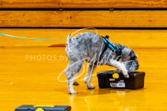 1_26-3-14-Scent-Work-661