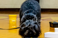 1_26-3-14-Scent-Work-674