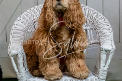 1_26-3-14-Scent-Work-697