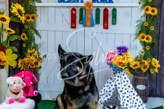 1_26-3-14-Scent-Work-712