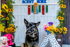 1_26-3-14-Scent-Work-718