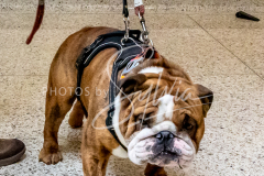 1_26-3-14-Scent-Work-774