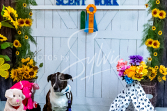 1_26-3-14-Scent-Work-796