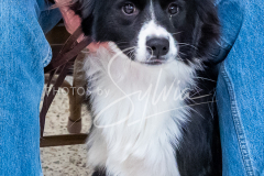 1_26-3-14-Scent-Work-80