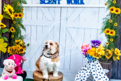 1_26-3-14-Scent-Work-822