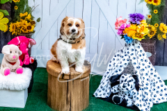 1_26-3-14-Scent-Work-827