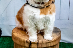 1_26-3-14-Scent-Work-829