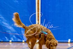 1_26-3-14-Scent-Work-83