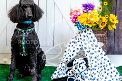 1_26-3-14-Scent-Work-882