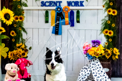 1_26-3-14-Scent-Work-891