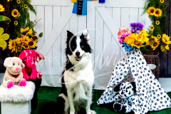 1_26-3-14-Scent-Work-894