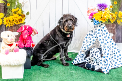 1_26-3-14-Scent-Work-944