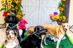 1_26-3-14-Scent-Work-972