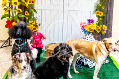 1_26-3-14-Scent-Work-983