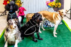 1_26-3-14-Scent-Work-988