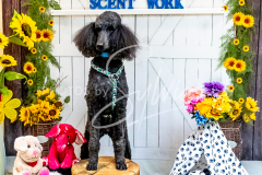 1_26-3-14-Scent-Work-999