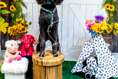 26-3-14-Scent-Work-1002