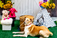 26-3-14-Scent-Work-1022