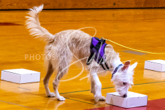 26-3-14-Scent-Work-107