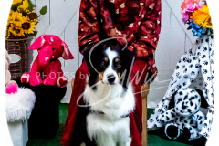 26-3-14-Scent-Work-1073