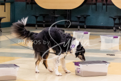 26-3-14-Scent-Work-11