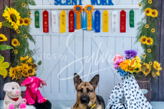 26-3-14-Scent-Work-1100