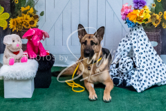 26-3-14-Scent-Work-1103