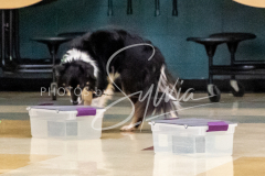 26-3-14-Scent-Work-13