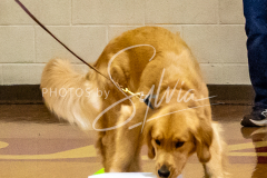 26-3-14-Scent-Work-160