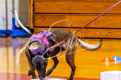 26-3-14-Scent-Work-215