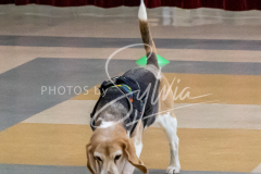 26-3-14-Scent-Work-245