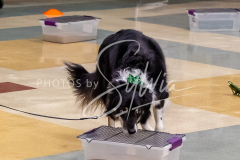 26-3-14-Scent-Work-25