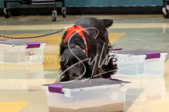 26-3-14-Scent-Work-37