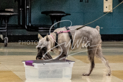 26-3-14-Scent-Work-389