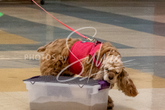 26-3-14-Scent-Work-430