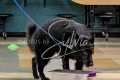 26-3-14-Scent-Work-459