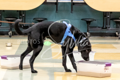 26-3-14-Scent-Work-478