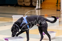 26-3-14-Scent-Work-496