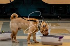 26-3-14-Scent-Work-50