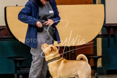 26-3-14-Scent-Work-54