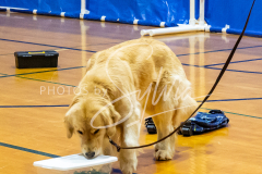 26-3-14-Scent-Work-548